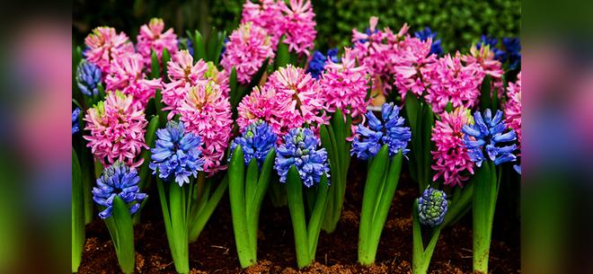 Комнатные и экзотические растения в салоне «Green Nature». Скидка 50%