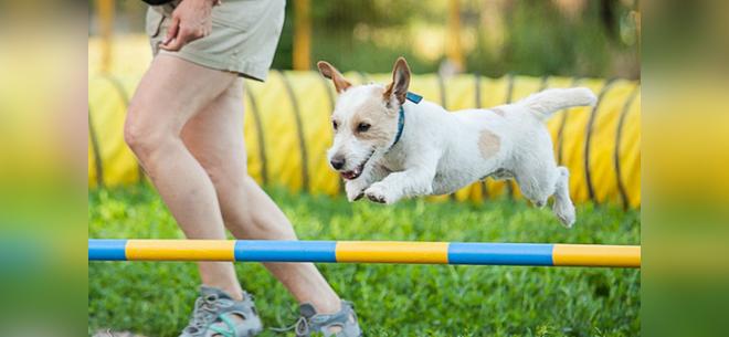 Дрессировка собак от компании Lokomotiv со скидкой до 70%