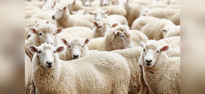 К празднику Курбан Айт! Бараны со скидкой до 33% и доставкой!