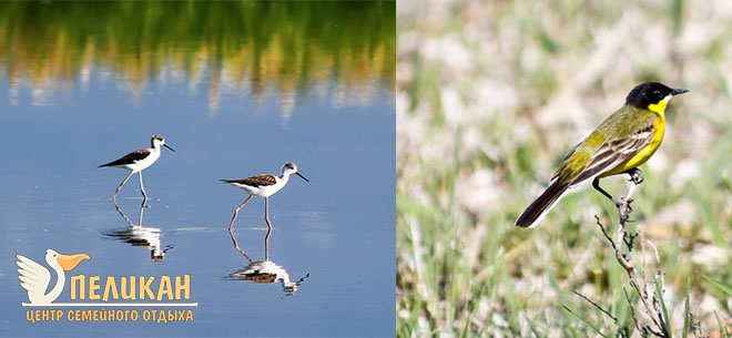 Центр семейного отдыха Пеликан