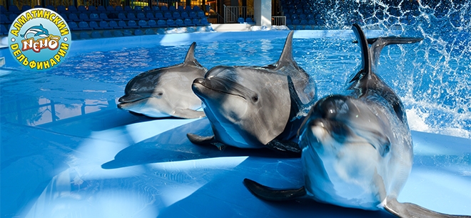 Секс үшін порно қызметші Әзірбайжан эстрадасының жұлдыздарымен секс