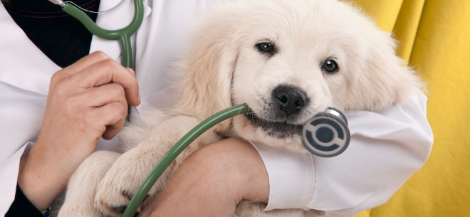 Ветеринарная клиника «Кот и пес»