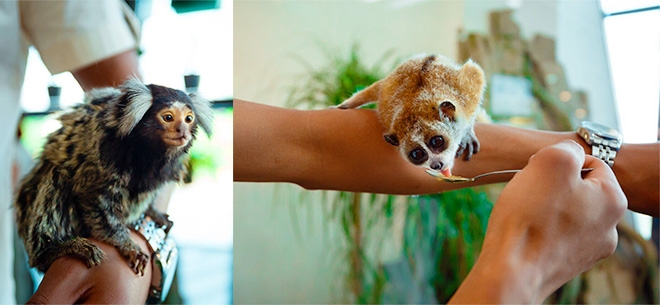 Контактный мини-зоопарк EVRIKUM Zoo