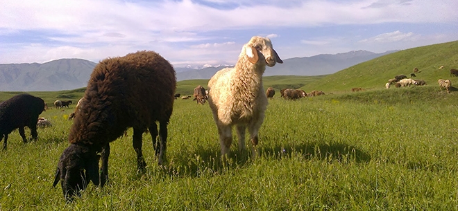 Крестьянское хозяйство