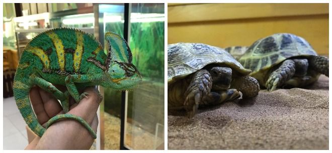 Контактный зоопарк «Страна ЕНОТиЯ»