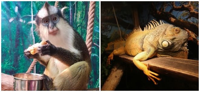 «Живая Экзотика»